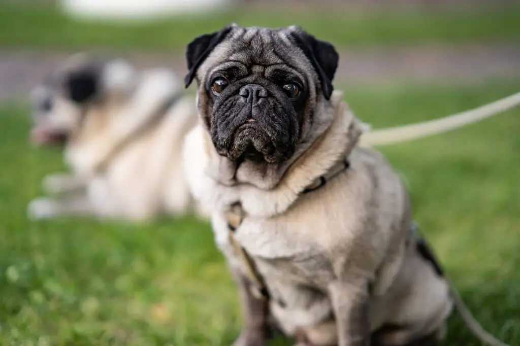 Hunde, die den französischen Bulldoggen ähneln
