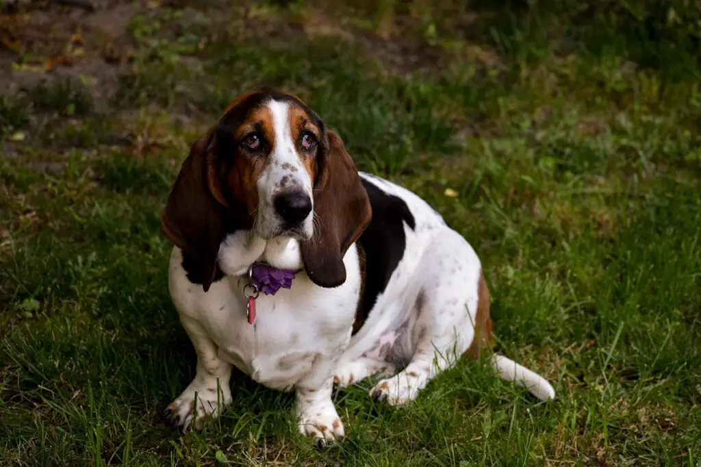 Hunde, die gut mit Katzen umgehen können
