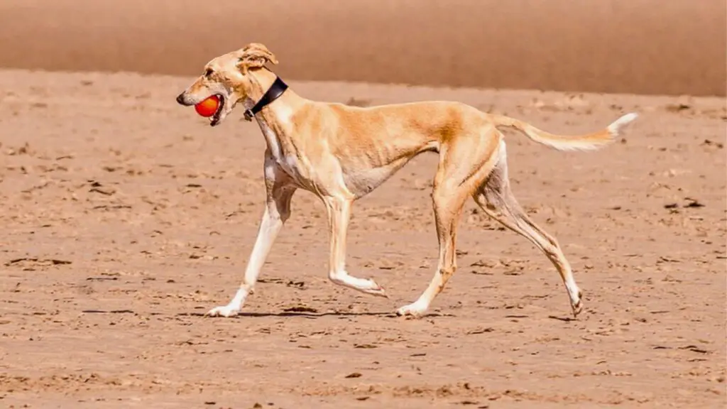 Hunde, die in der Wüste gut zurechtkommen
