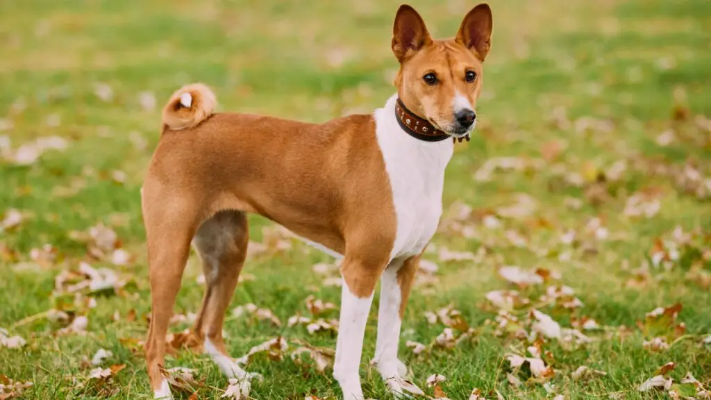 Hunde, die in der Wüste leben
