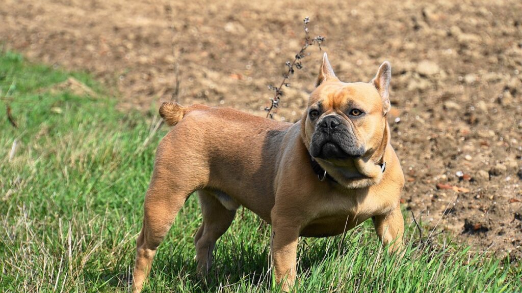 Hunde mit abgeschnittenem Schwanz
