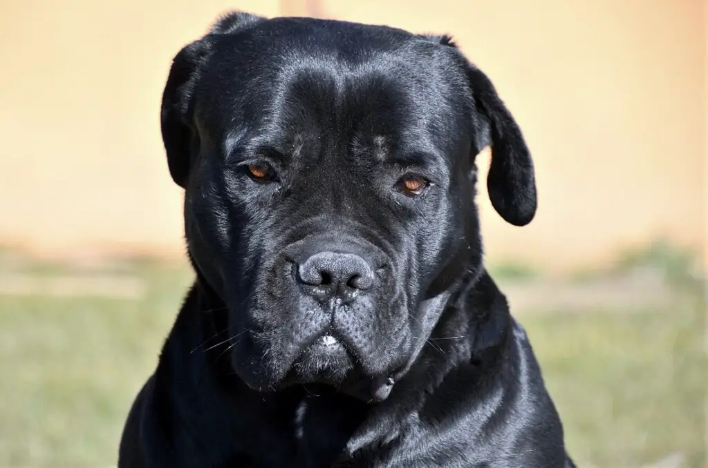 Hunde mit flachen Gesichtern
