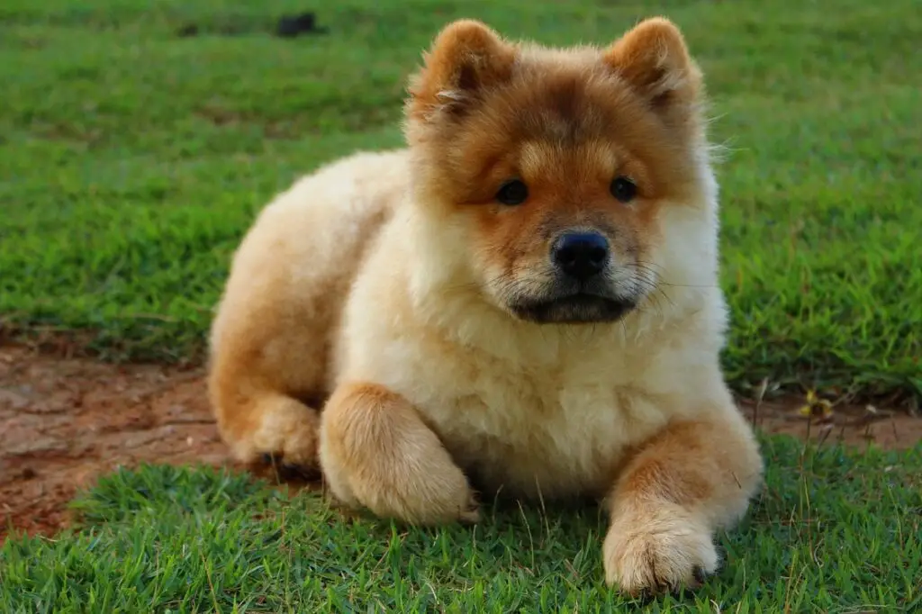 Hunde mit geschminkten Gesichtern
