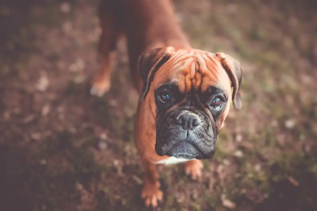 Hunde mit zermatschten Gesichtern
