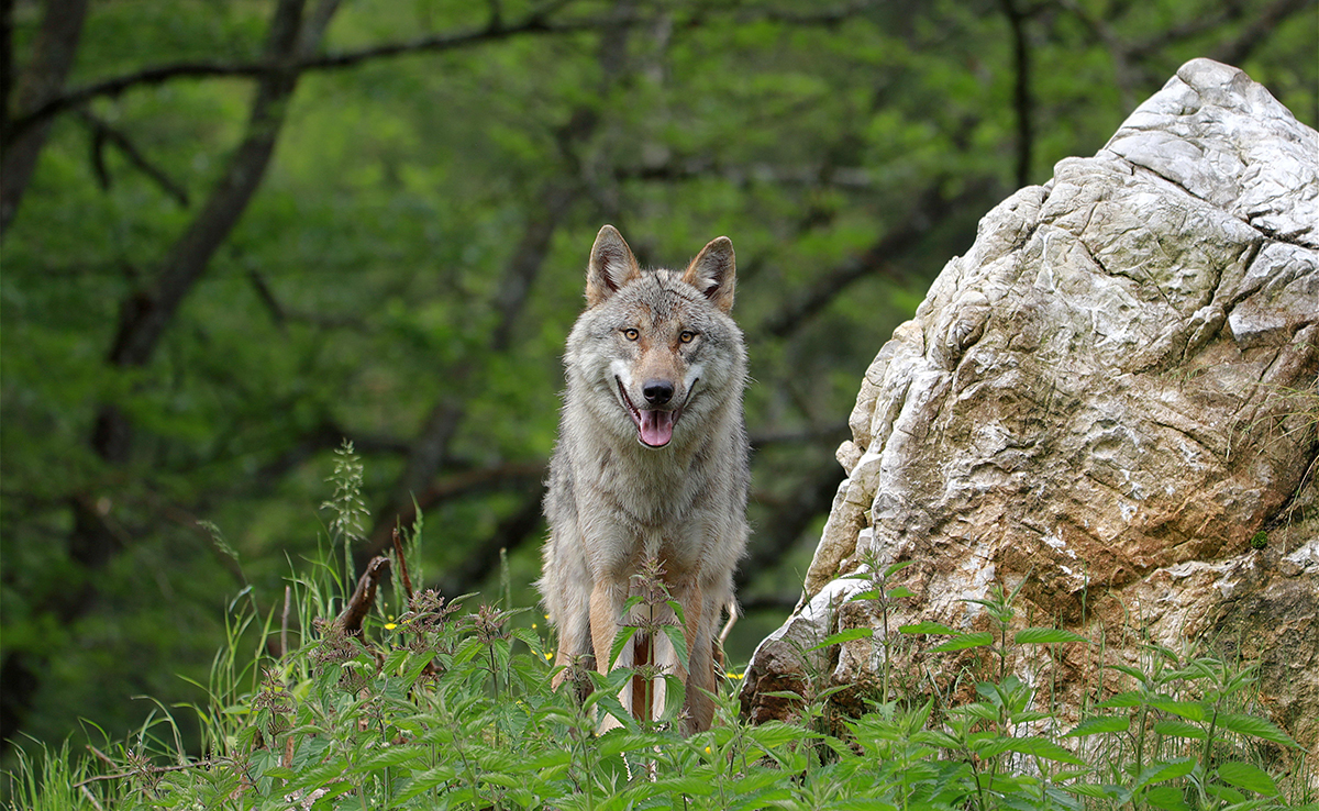 Die Domestizierung des Wolfes: Wo, wann, wie?