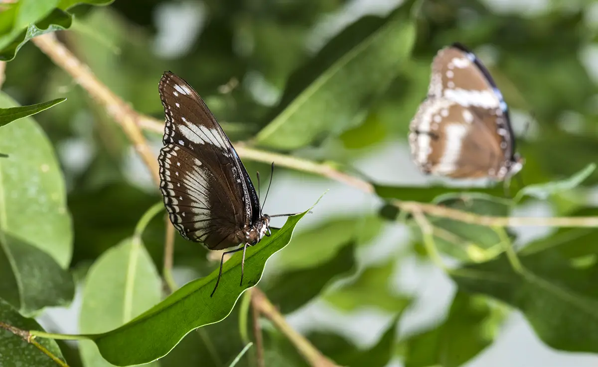 Schmetterlinge züchten: Ratschläge und bewährte Methoden