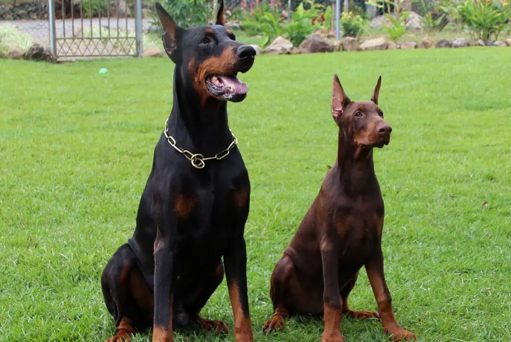 Europäische Dobermanngröße
