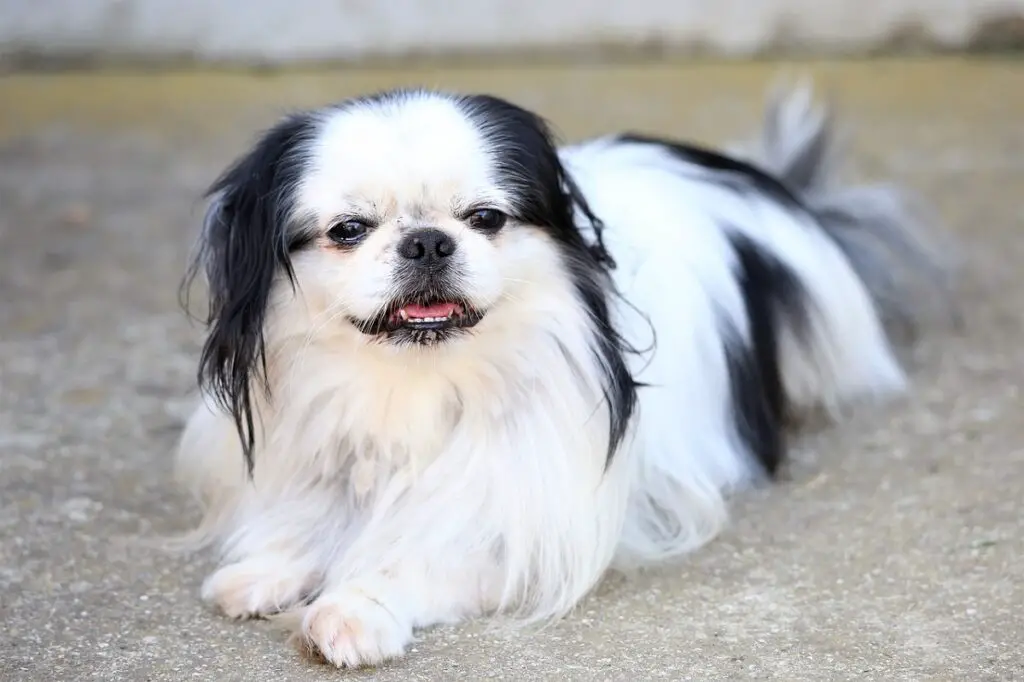 Hund mit flachem Gesicht
