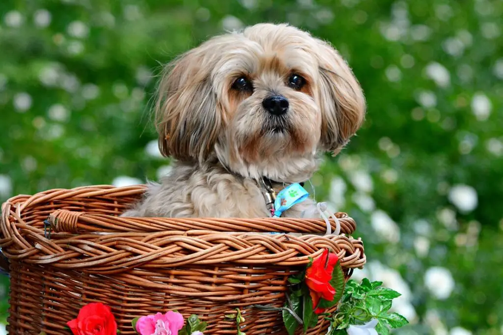 Hunde mit flacher Nase