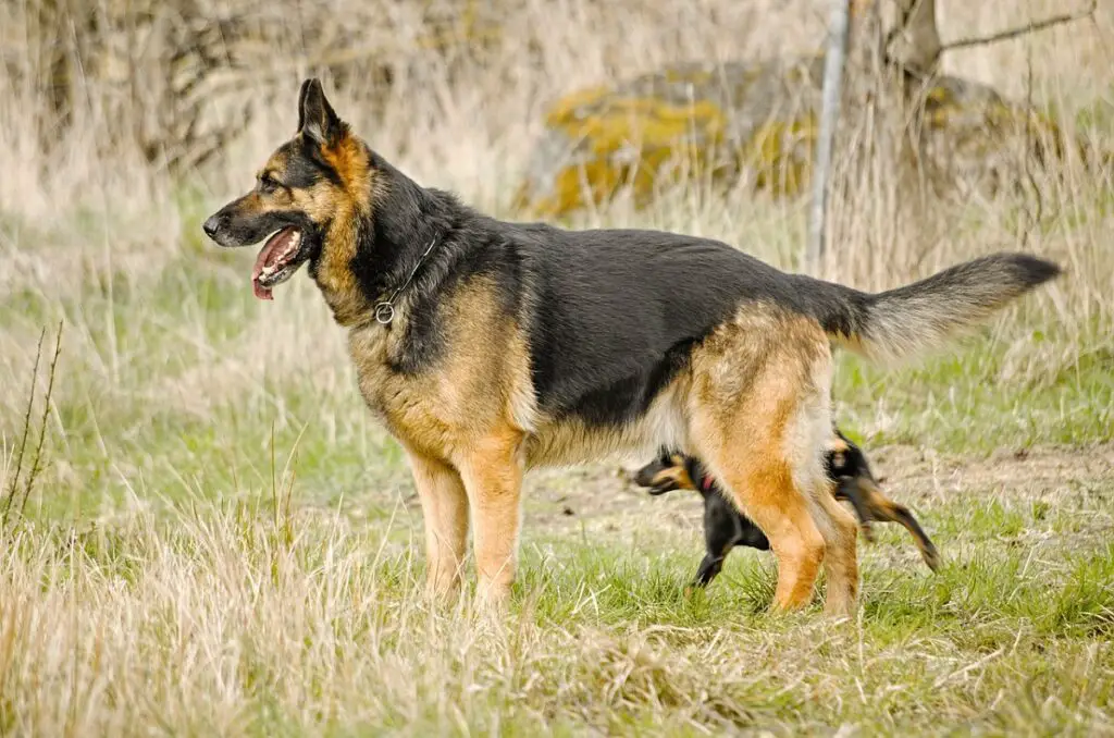 Merkmale des Deutschen Schäferhundes
