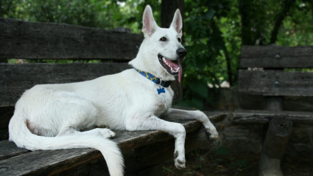 Deutscher Schäferhund verschiedener Rassen
