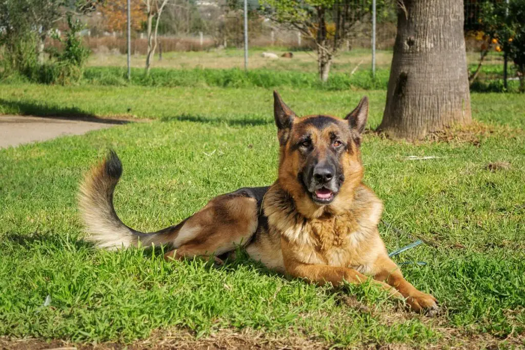 Persönlichkeitsmerkmale des Deutschen Schäferhundes
