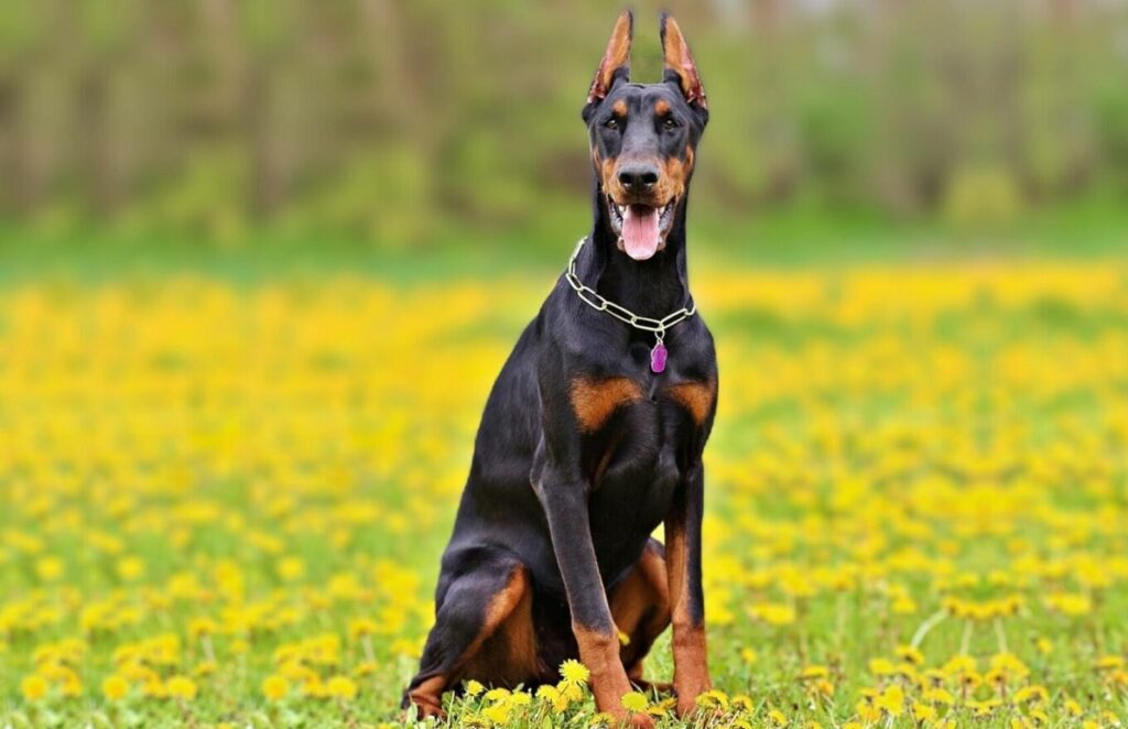 König Dobermann
