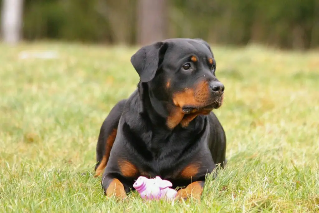 Großer Schutzhund züchtet die größten Wachhunde der Welt
