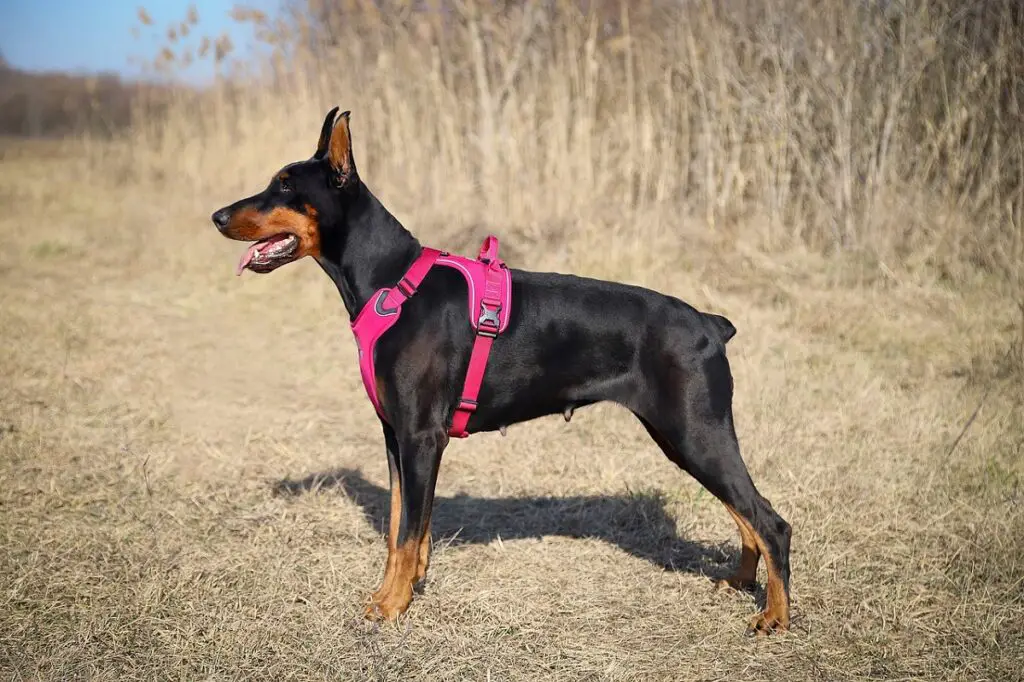 schwarze Dobermänner
