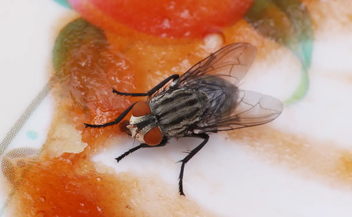 Wie hält man Fliegen fern, wenn man draußen isst?