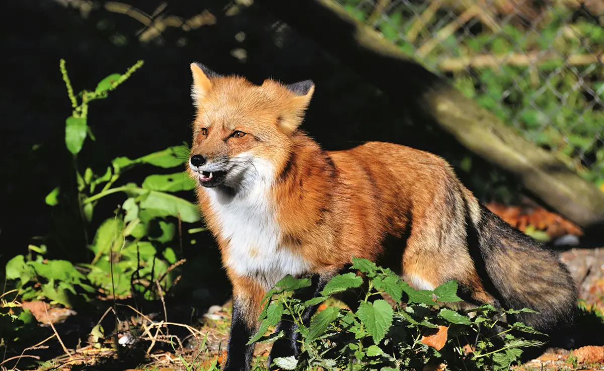 Ein Fuchs hat sich in meinem Garten niedergelassen: Was soll ich tun?