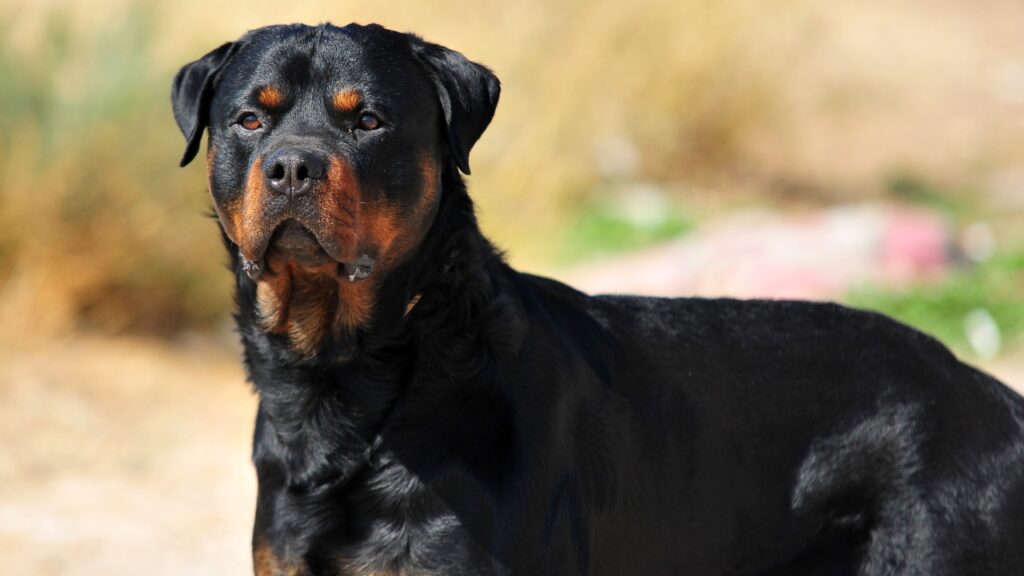 sind Rottweiler, die dem Mastiff ähneln