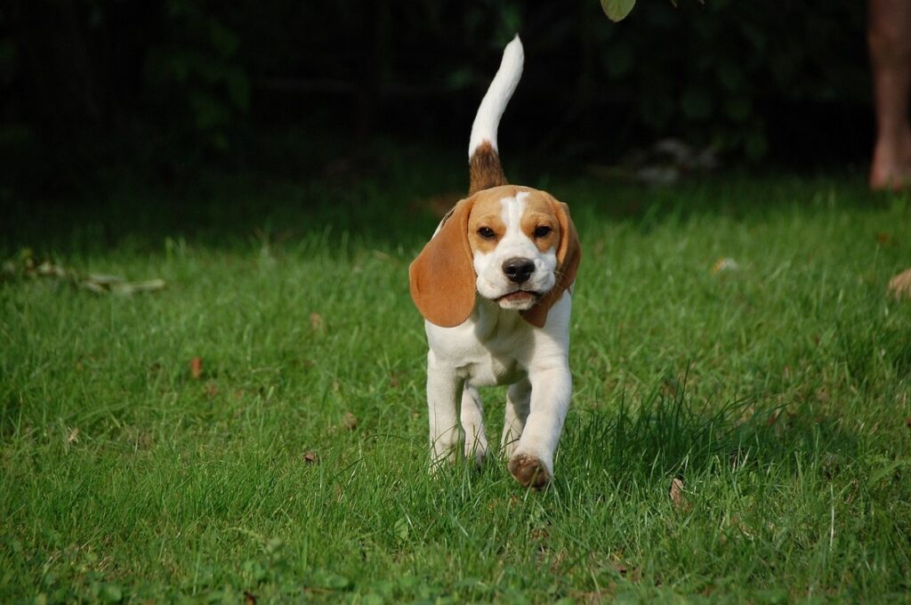 Kleine Hunde vertragen sich gut mit Katzen