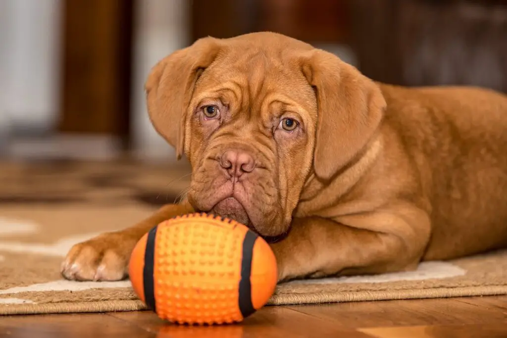 Hunde mit geglättetem Gesicht
