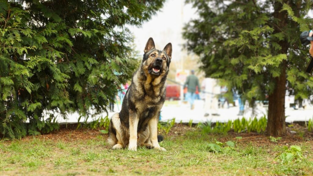 besondere Rassen des Deutschen Schäferhundes
