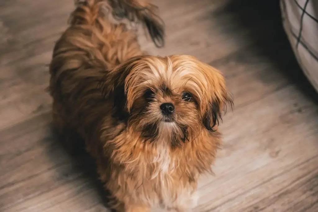 verdächtiges Hundegesicht
