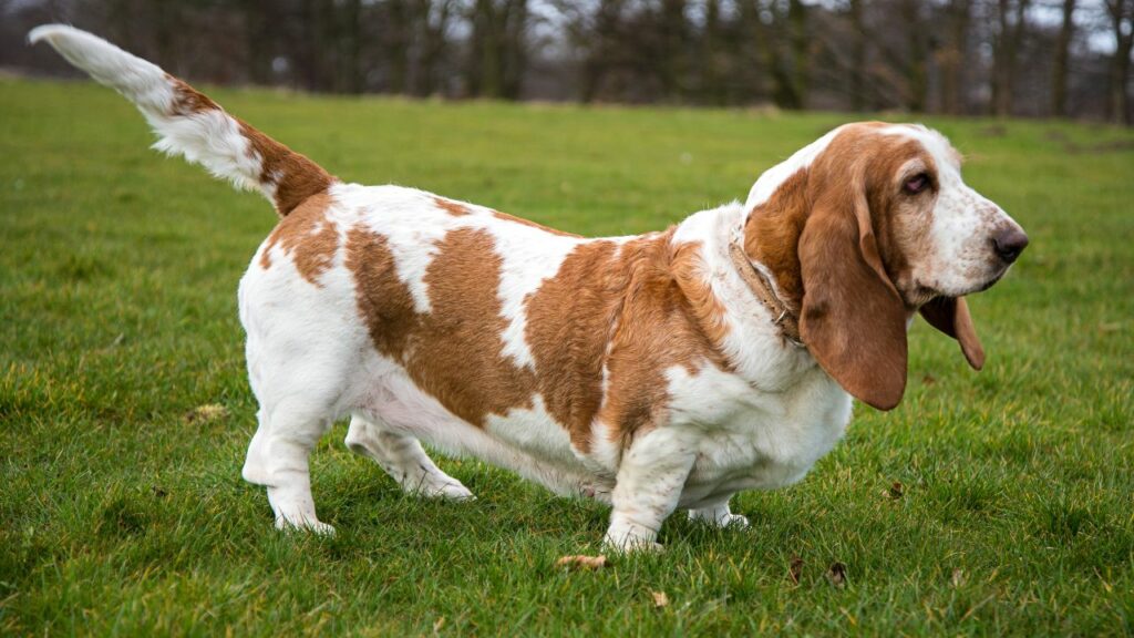 seltsame Arten von Hunden