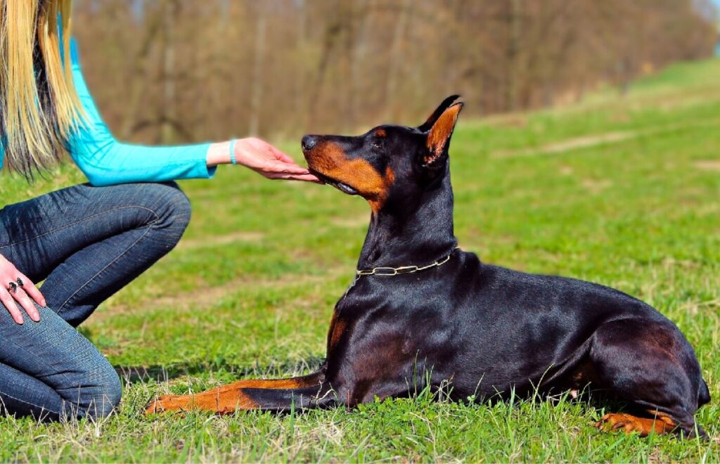 Dobermann familienfreundlich
