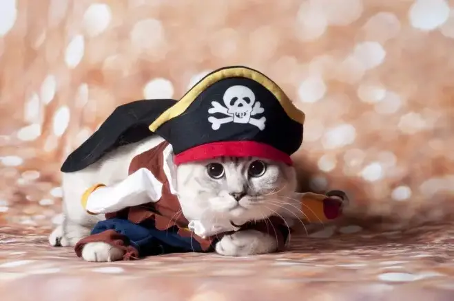 1730728516 Pirate Cat Names