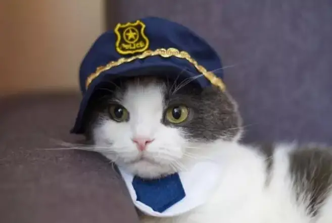 1731350117 Police Cat Names