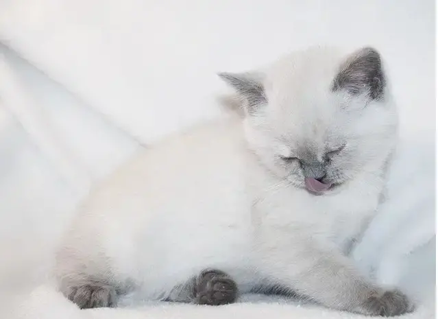 1731424517 White Fluffy Cat Names