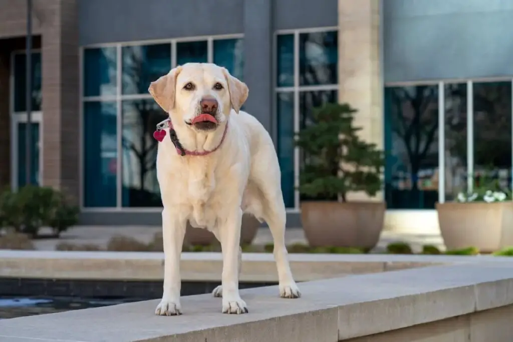 Englischer Labrador Retriever