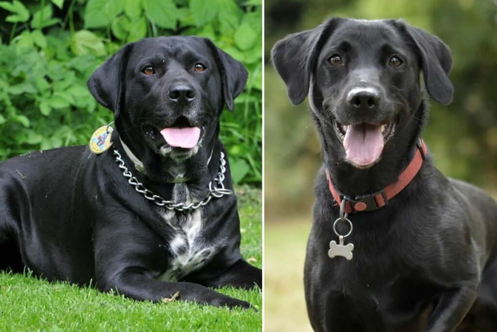 Welche verschiedenen Arten von Labrador Retrievern gibt es?