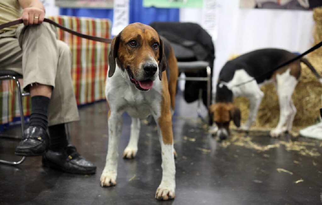 Hunde in der Jagdhundgruppe
