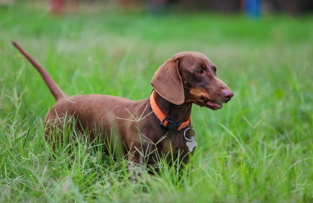 Hunde kleiner Rassen