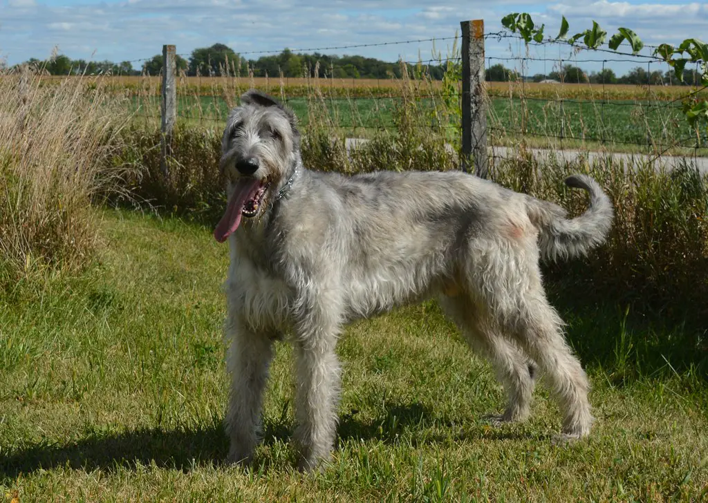 Wie sieht ein Jagdhund aus?
