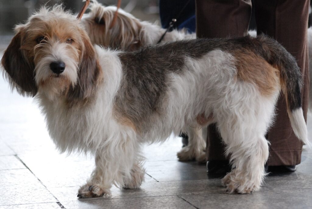 beste Jagdhunde für Familien
