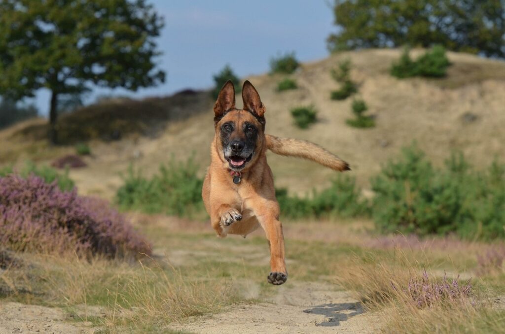 bester Schäferhund
