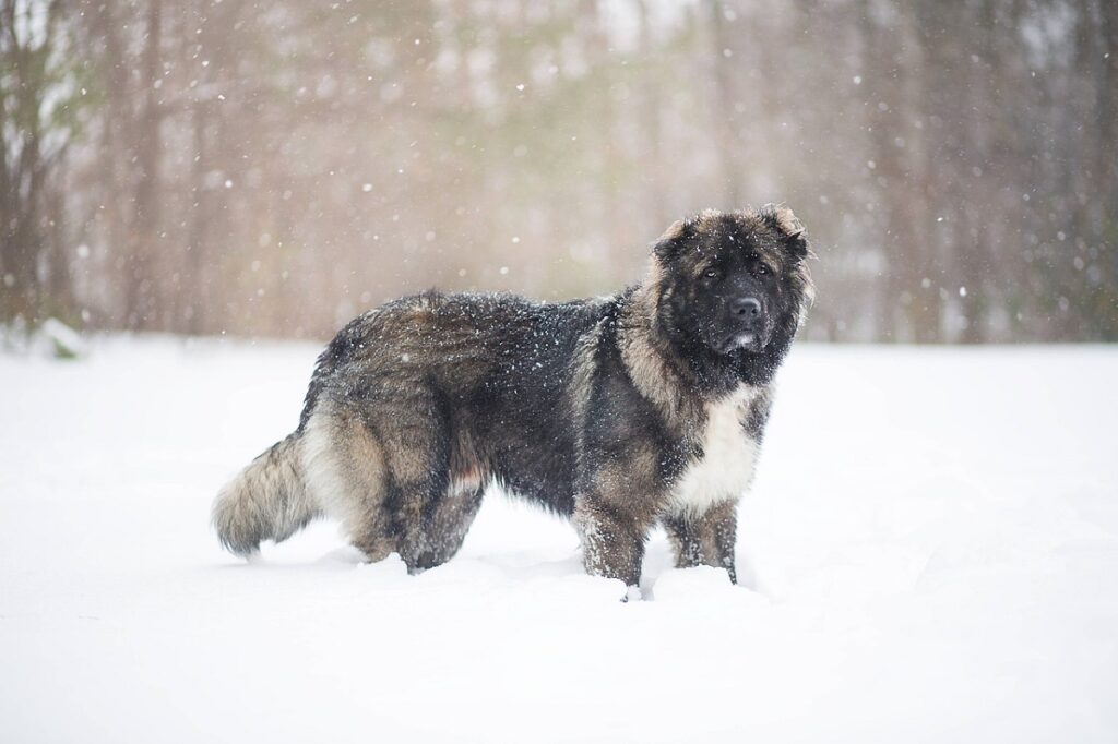 große Schäferhunde
