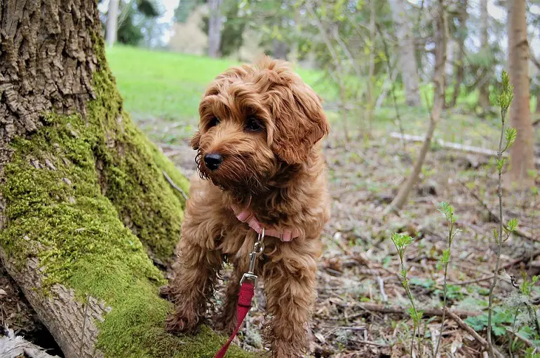 Mini-Labradoodle-Rezension
