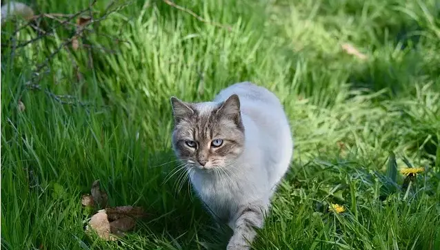 Abenteuerliche Katzennamen