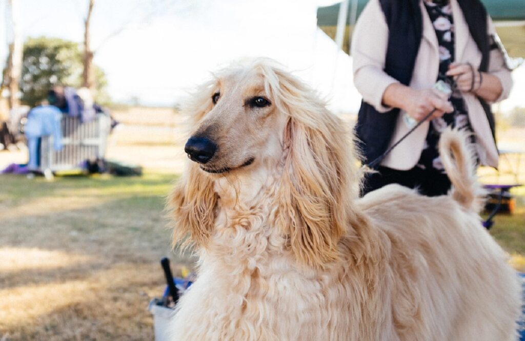 Hund mit hängenden Ohren
