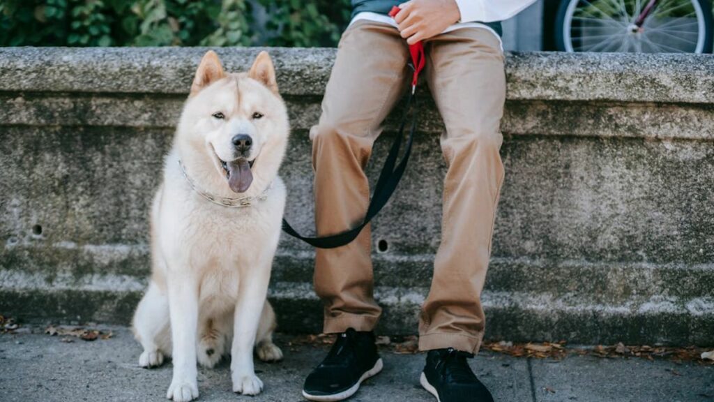 Akita sind gute Schutzhunde