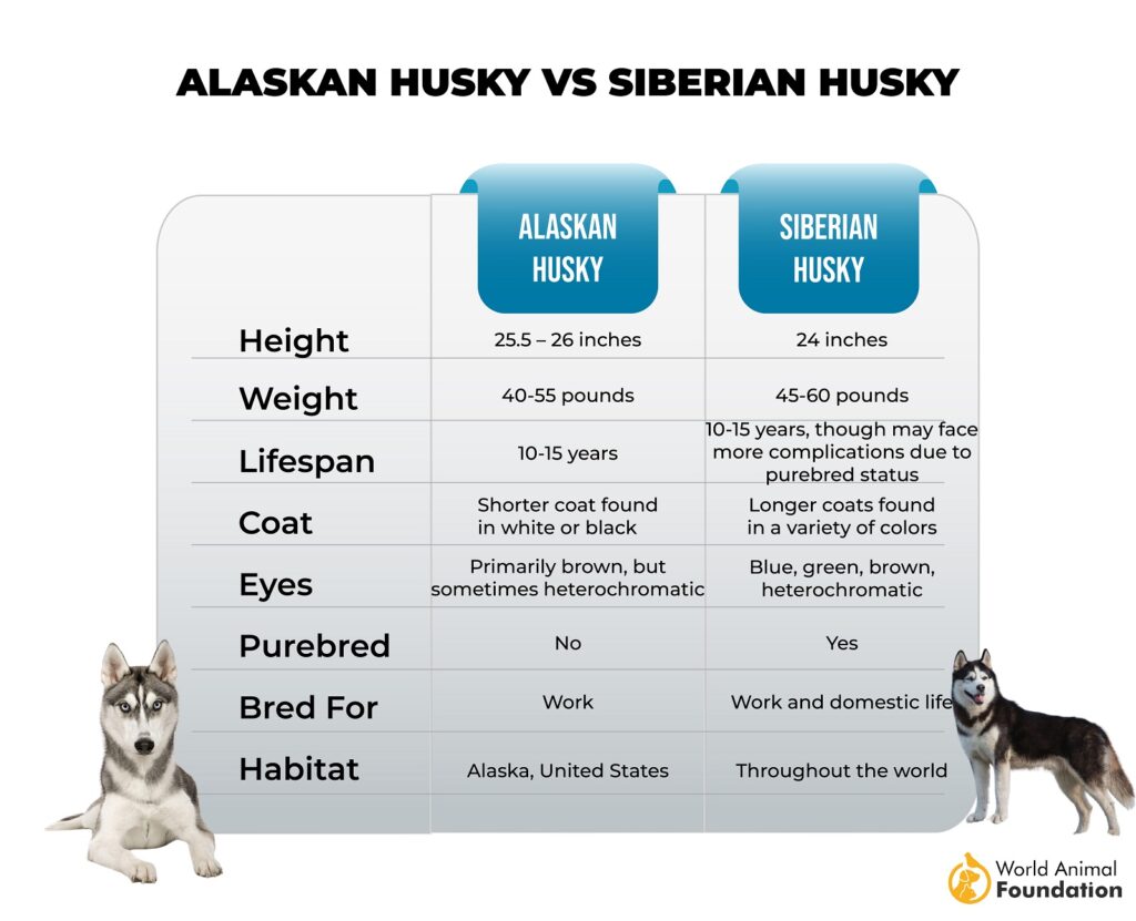 Alaskan Husky vs. Siberian Husky