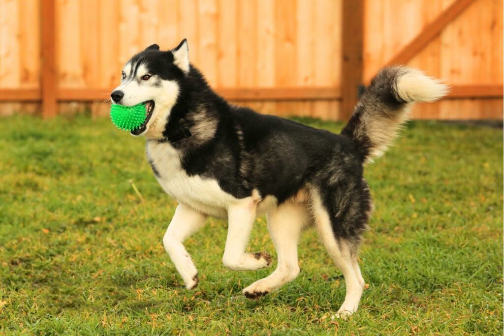 Alaskan Siberian Husky-Training