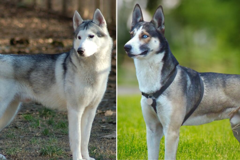 Alaskan Husky vs. Siberian Husky