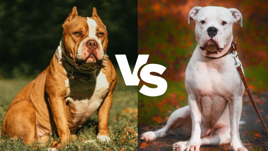 American Bully vs American Bulldog 2