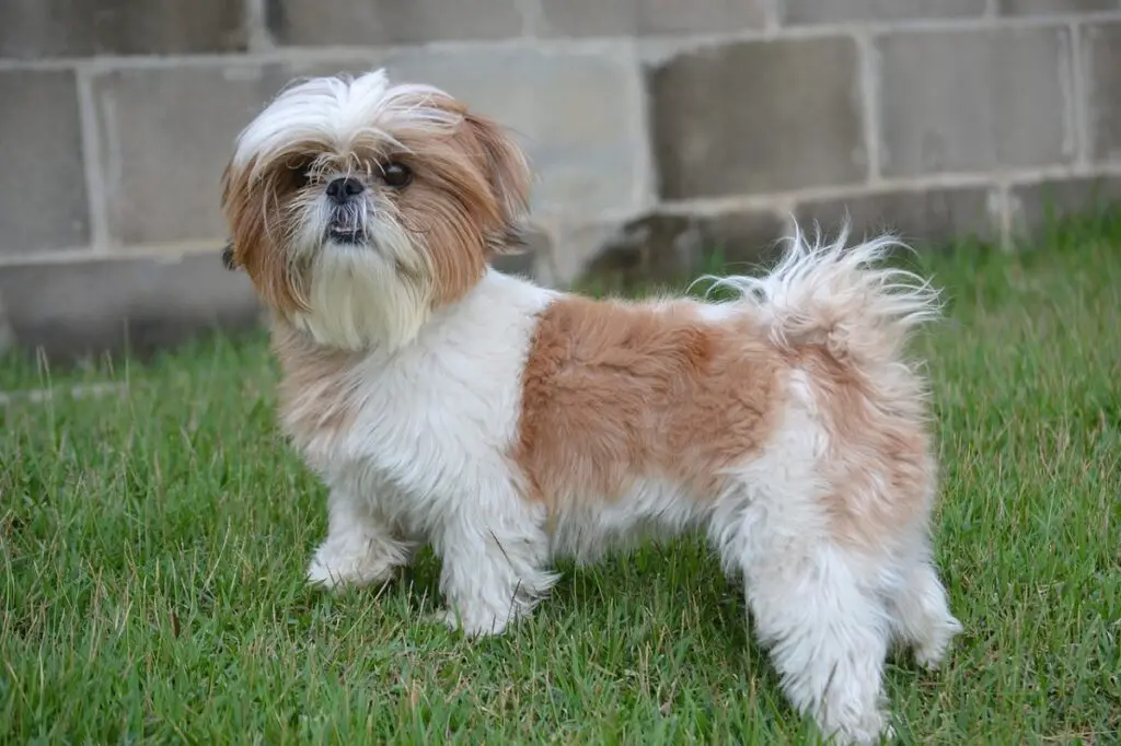 Hunderassen Shih Tzu
