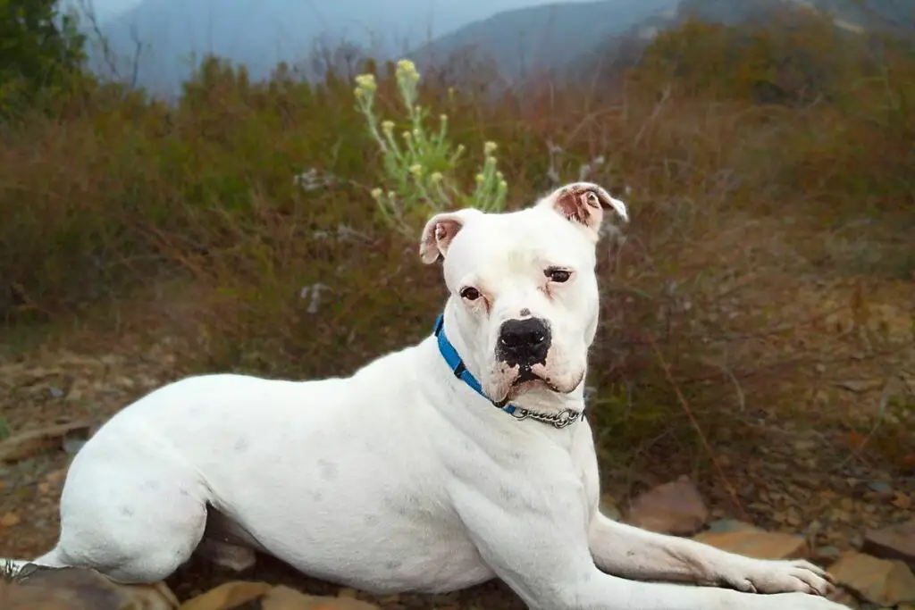 XL amerikanische Bulldogge