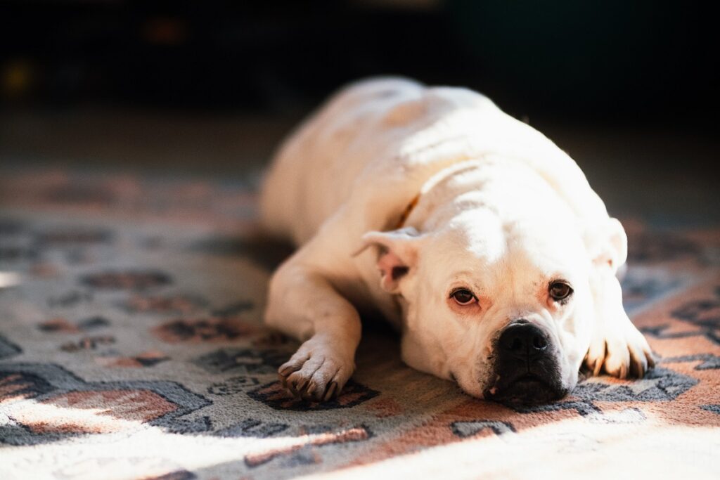 ist ein amerikanischer Tyrann, eine Bulldogge